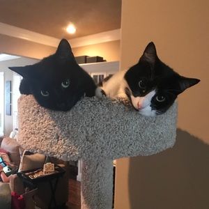 Meet your Posher, Carrie